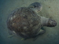   big Green Turtle little different perspective  